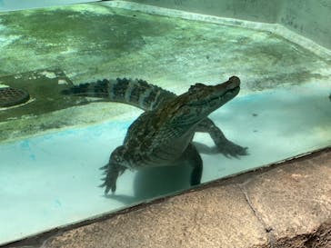 熱川バナナワニ園に投稿された画像（2024/6/2）