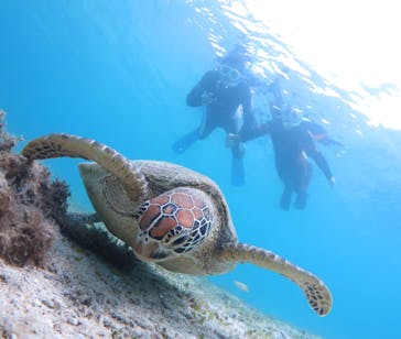 アマミエンシスに投稿された画像（2024/6/2）