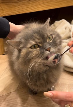 猫カフェモカ　イオンモール水戸内原店に投稿された画像（2024/6/2）