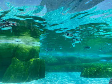 天王寺動物園に投稿された画像（2024/6/2）