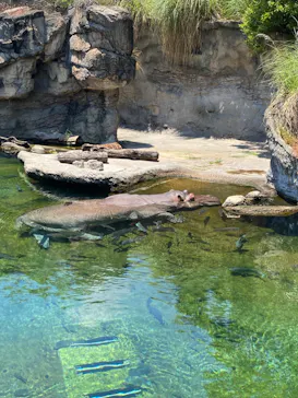 天王寺動物園に投稿された画像（2024/6/2）
