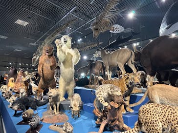 特別展「大哺乳類展３－わけてつなげて大行進」に投稿された画像（2024/6/2）