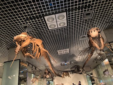 国立科学博物館に投稿された画像（2024/6/2）