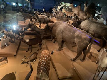 国立科学博物館に投稿された画像（2024/6/2）
