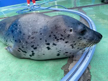 ゼロ距離水族館 伊勢シーパラダイスに投稿された画像（2024/6/2）