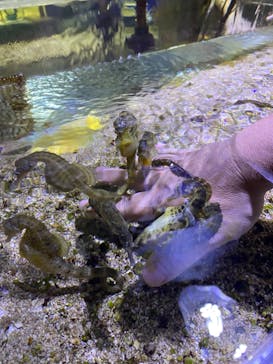 ゼロ距離水族館 伊勢シーパラダイスに投稿された画像（2024/6/2）