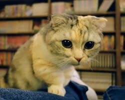 猫カフェモカ　池袋東口店に投稿された画像（2024/6/2）