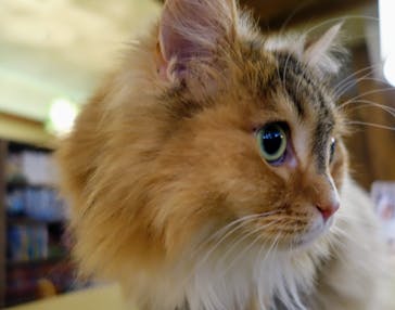 猫カフェモカ　池袋東口店に投稿された画像（2024/6/2）