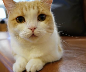 猫カフェモカ　池袋東口店に投稿された画像（2024/6/2）