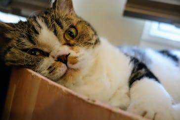 猫カフェモカ　池袋東口店に投稿された画像（2024/6/2）