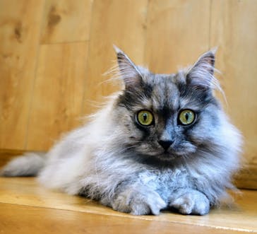 猫カフェモカ　池袋東口店に投稿された画像（2024/6/2）