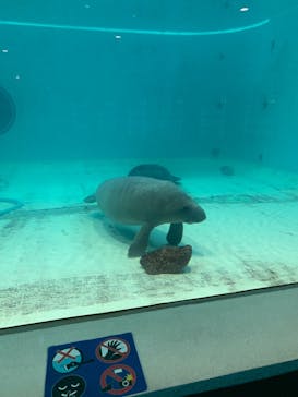 沖縄美ら海水族館に投稿された画像（2024/6/2）