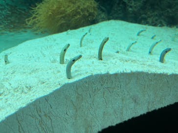 環境水族館アクアマリンふくしまに投稿された画像（2024/5/26）