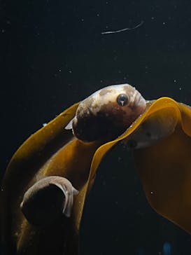 環境水族館アクアマリンふくしまに投稿された画像（2024/5/26）