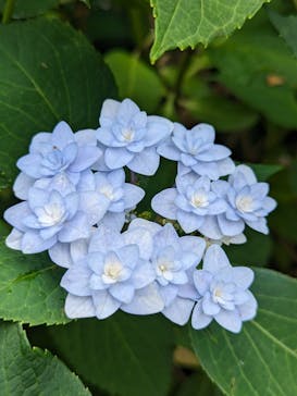 横浜イングリッシュガーデンに投稿された画像（2024/6/2）