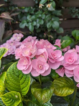 横浜イングリッシュガーデンに投稿された画像（2024/6/2）