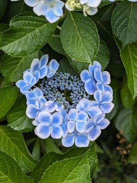 横浜イングリッシュガーデンに投稿された画像（2024/6/2）