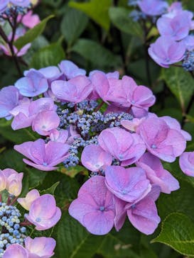 横浜イングリッシュガーデンに投稿された画像（2024/6/2）