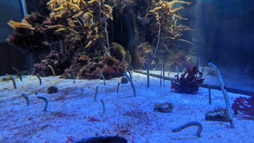 名古屋港水族館に投稿された画像（2024/6/2）