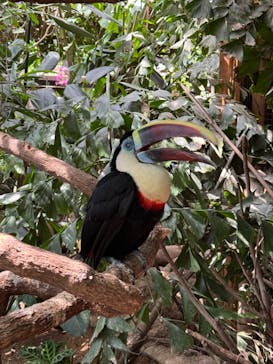 神戸どうぶつ王国に投稿された画像（2024/6/2）