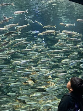 サンシャイン水族館に投稿された画像（2024/6/2）
