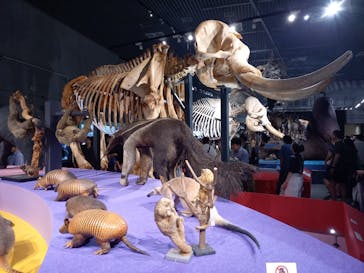 特別展「大哺乳類展３－わけてつなげて大行進」に投稿された画像（2024/6/2）