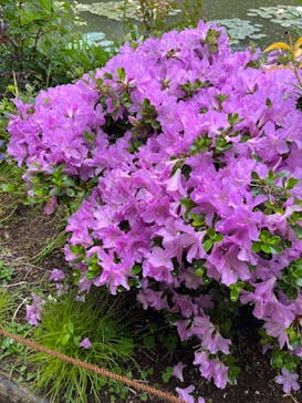 浜名湖花博2024に投稿された画像（2024/6/2）