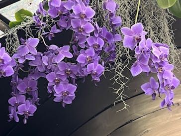 浜名湖花博2024に投稿された画像（2024/6/2）