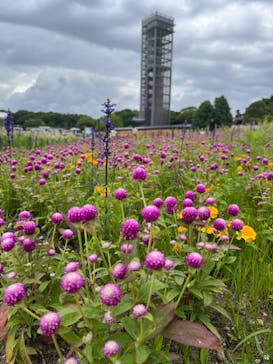 浜名湖花博2024に投稿された画像（2024/6/2）