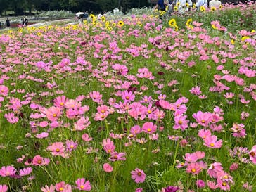 浜名湖花博2024に投稿された画像（2024/6/2）