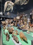 特別展「大哺乳類展３－わけてつなげて大行進」に投稿された画像（2024/6/2）