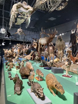 特別展「大哺乳類展３－わけてつなげて大行進」に投稿された画像（2024/6/2）