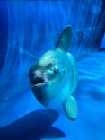 アクアワールド茨城県大洗水族館に投稿された画像（2024/6/2）