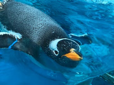 鴨川シーワールドに投稿された画像（2024/6/2）