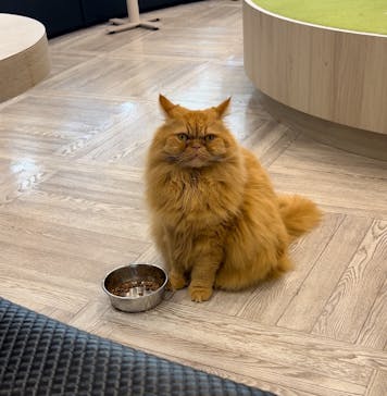 猫カフェモカ　アルシェ大宮店に投稿された画像（2024/6/2）