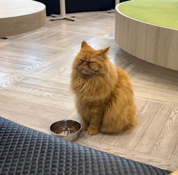 猫カフェモカ　アルシェ大宮店に投稿された画像（2024/6/2）