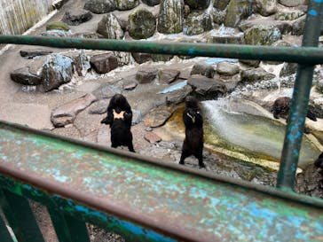 奥飛騨クマ牧場に投稿された画像（2024/6/2）