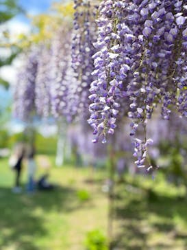 十勝ヒルズに投稿された画像（2024/6/2）