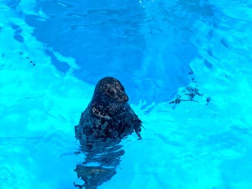 鴨川シーワールドに投稿された画像（2024/6/2）