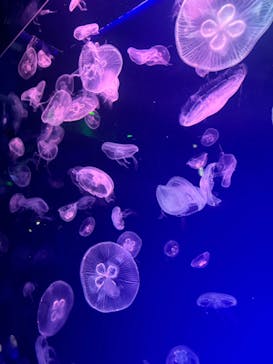 名古屋港水族館に投稿された画像（2024/6/2）