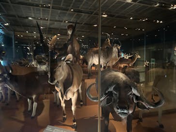 国立科学博物館に投稿された画像（2024/6/3）