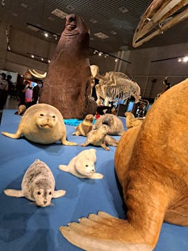特別展「大哺乳類展３－わけてつなげて大行進」に投稿された画像（2024/6/3）