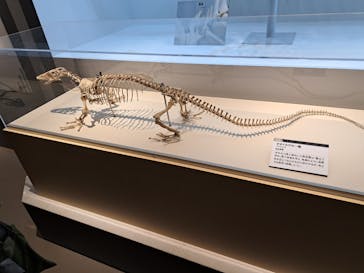 特別展「大哺乳類展３－わけてつなげて大行進」に投稿された画像（2024/6/3）