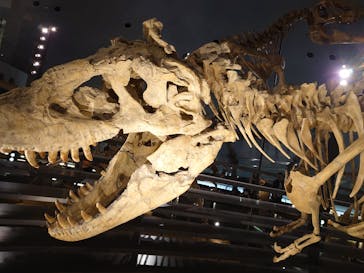 福井県立恐竜博物館に投稿された画像（2024/6/3）
