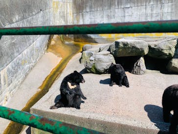 奥飛騨クマ牧場に投稿された画像（2024/6/3）