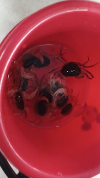 いきもの探検隊上尾に投稿された画像（2024/6/3）