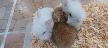 いきもの探検隊上尾に投稿された画像（2024/6/3）