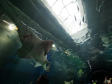 マクセル アクアパーク品川に投稿された画像（2024/6/3）