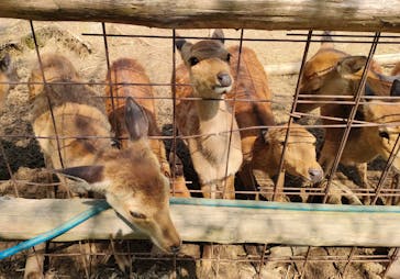 しろとり動物園に投稿された画像（2024/6/3）