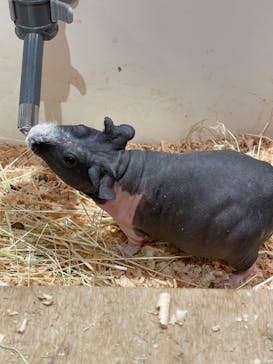 アニタッチららぽーと名古屋みなとアクルスに投稿された画像（2024/6/3）